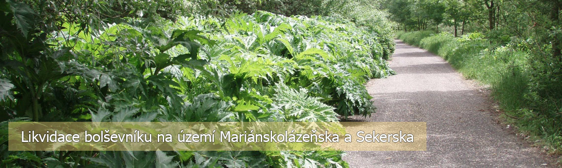 Likvidace bolševníku velkolepého na Mariánskolázeňsku